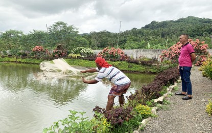 <p><br /><br /><strong>LGU FARM FACILITY.</strong> Raul del Agua (right), the municipal agriculturist of Kitcharao in Agusan del Norte province, supervises the harvesting of tilapia at the farm facility owned and managed by the local government unit on Tuesday (June 20, 2023). The PHP30-million facility offers training to the town’s rice farmers on new technologies and integrated farming systems. <em>(PNA photo by Alexander Lopez)</em></p>