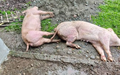 <p><em>(PNA file photo of ASF-infected pigs)</em></p>