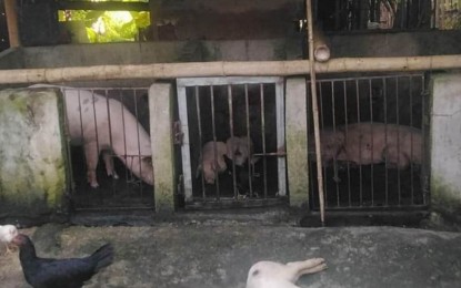 <p><strong>ASF AFFECTED</strong>. A photo taken from a backyard piggery affected by the African swine fever (ASF) in the town of Hamtic on June 16, 2023. Antique Governor Rhodora J. Cadiao in an interview Thursday (June 22, 2023) urges the local government unit of Hamtic to conduct depopulation and culling of swine due to their confirmed cases of ASF. (<em>PNA photo courtesy of Gali Magbanua</em>)</p>