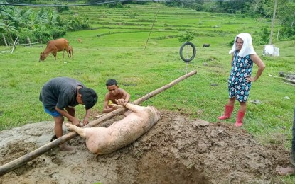 <p><strong>STATE OF CALAMITY</strong>. A dead hog in the Municipality of Hamtic is to be buried by its owner in an undated photo. Antique Provincial Veterinary Office head of the Public Health Division Dr. Marco Rafael Ardamil said on Friday (June 23, 2023) that Hamtic municipal council during their special session on June 22 placed their municipality under a state of calamity due to African swine fever. <em>(Photo courtesy of Gali Magbanua)</em></p>