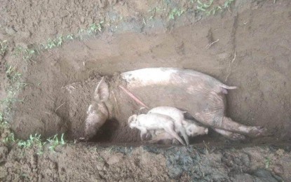 <p><strong>SWINE DEATHS</strong>. A sow and its piglets infected by African swine fever are buried Hamtic town, Antique province on Saturday (June 24, 2023). Mayor Elmer Untaran, in an interview Monday (June 26), confirmed that the disease has already spread to San Jose de Buenavista. (<em>Photo courtesy of Gali Magbanua</em>)</p>