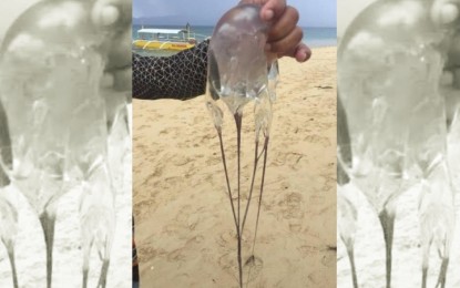 <p><strong>JELLYFISH ATTACK</strong>. A man shows a dead jellyfish on Bantayan Island in Cebu province in this undated photo. Bureau of Fisheries and Aquatic Resources - Central Visayas Regional Director Allan Poquita on Tuesday (June 27, 2023) advised beachgoers to wear rash guard to prevent from being stung by jellyfish which could be deadly as it can trigger allergies or high blood pressure. <em>(Photo courtesy of Ben Cabrido Jr.)</em></p>