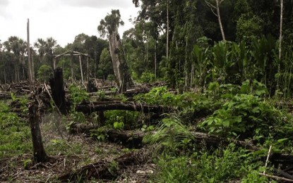30-year net forest loss worldwide at 178M: expert