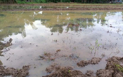 <p><strong>BE WARY</strong>. The public is warned to use personnel protective equipment like boots and gloves when wading in flood waters possibly infected with leptospira, the bacteria that cause leptospirosis. The Iloilo Provincial Health Office (IPHO) said cases of leptospirosis this year already reached 107, including two deaths as of June 24, 2023 citing the report of the Provincial Epidemiology and Surveillance Unit. <em>(PNA photo by PGLena)</em></p>