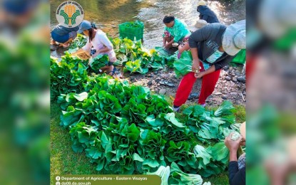 <p><strong>AFFORDABLE HEALTHY DIET</strong>. Locally-produced vegetables in Samar province. The National Nutrition Council in Eastern Visayas has emphasized the importance of an affordable healthy diet as the country marks the 49th Nutrition Month celebration. <em>(Photo courtesy of Department of Agriculture)</em></p>