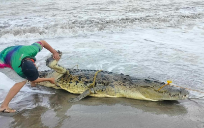 <p><strong>DEAD CROC.</strong> A dead saltwater crocodile measuring 14.9 feet was found on July 6, 2023 floating along the shoreline of Barangay Inogbong, Bataraza town in southern Palawan province. The town's waters has gained notoriety for hosting wild crocodiles.<em> (Photo from MDRRMO/PIS - Bataraza)</em></p>