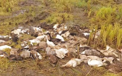 <p><strong>DEAD DUCKS.</strong> Some of the over 100 ducks that mysteriously died one after another on a farm in Barangay Sto Niño, Koronadal City, on Thursday afternoon (July 6, 2023). The Koronadal veterinary office believes that the mini-pond where the ducks swam was contaminated by toxic chemicals. <em>(Photo courtesy of Brigada News Koronadal)</em></p>