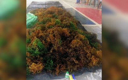 <p><strong>SEAWEED SEEDLINGS</strong>. The seaweed seedlings provided by the Bureau of Fisheries and Aquatic Resources-Central Luzon to an indigenous community in San Luis, Aurora on Sunday (July 9, 2023). Some 700 kilograms of seaweed seedlings produced by BFAR Technology Outreach Station for Marine Water in Masinloc, Zambales were provided to the Indigenous Fisherfolk Association of Dibut. <em>(Photo courtesy of BFAR-Central Luzon)</em></p>