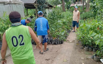 <p><strong>ROAD GREENING</strong>. The Iloilo City government prepares seedlings of various native tree species to be used for the beautification/greening program of the airport gateway in this undated photo. A memorandum of agreement was signed by concerned local government units and national government agencies for the implementation of the program that will cover around 19 kilometers from Iloilo City going to the airport in the municipality of Cabatuan.<em> (Photo courtesy of City Environment and Natural Resources Office)</em></p>