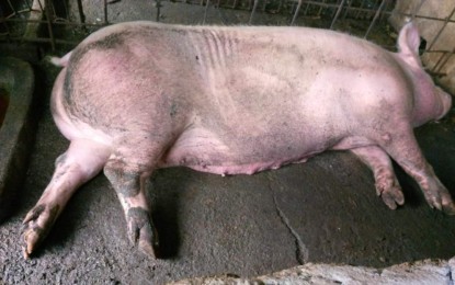 <p><strong>ASF VAX.</strong> A hog infected by African swine fever (ASF) disease dies in San Jose de Buenavista, Antique on July 11, 2023. Camarines Sur Rep. Luis Raymund Villafuerte Jr. said on Friday (Aug. 18, 2023) that the Food and Drug Administration and Bureau of Animal Industry should speed up the accreditation and purchase of vaccines already proven effective against ASF. <em>(PNA photo courtesy of Gali Magbanua)</em></p>