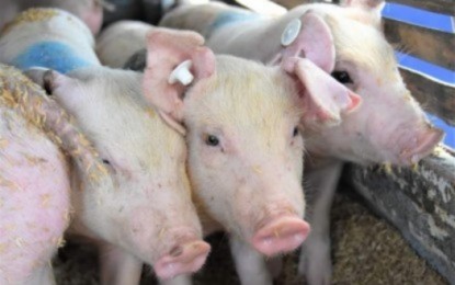 Swine nucleus farms set up in Negros Occidental