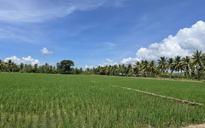 <p><strong>DEMO FARM.</strong> The Department of Agriculture in Davao Region develops a 500-hectare model Community Hybrid Rice Clustered Demonstration Farm in three Davao de Oro municipalities for the wet cropping season. The demo farm is located in the towns of Nabunturan, Maragusan and Compostela and will benefit an estimated 500 farmers in the province.<em> (Photo courtesy of DA-11)</em></p>