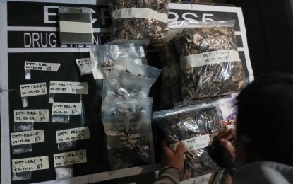 <p><strong>PSYCHEDELIC SUBSTANCE</strong>. Operatives of the Bacolod City Police Office Police Station 5 seize a total of 3.61 kg. of psychedelic or magic mushrooms worth PHP361,000 from three drug personalities during a buy-bust in Barangay Cabug on Monday night (July 17, 2023). The suspects also yielded 13 grams of suspected shabu valued at PHP88,400. <em>(Photo courtesy of Bacolod City Police Office)</em></p>