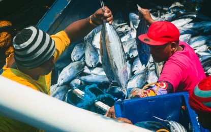 <p><strong>ABUNDANT</strong>. Tuna fish caught by local fishers in Northern Samar in this May 16, 2023 photo. The Bureau of Fisheries and Aquatic Resources will provide large fishing vessels to tuna catchers in Eastern Samar province to improve their fishing capabilities and production efficiency, a regional official said on Tuesday (July 18, 2023).<em> (Photo courtesy of BFAR)</em></p>