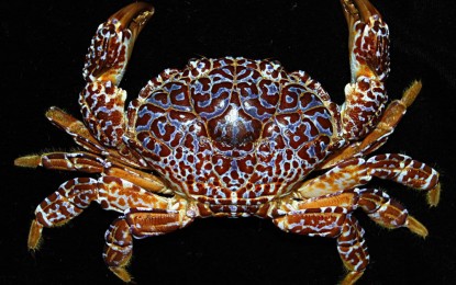 <p><strong>TOXIC.</strong> The Bureau of Fisheries and Aquatic Resources in Bicol (BFAR-5) warned the public on Wednesday (July 19, 2023) with regard to the increasing sightings of poisonous crabs in different areas of the region. To ensure people's safety, BFAR-5 strongly urges everyone to familiarize themselves with the appearance of the toxic crabs to be able to accurately identify and avoid catching and eating them. <em>(Photo from BFAR-Bicol's Facebook page)</em></p>