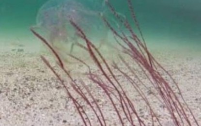 Beach activities suspended in Moalboal due to threat of box jellyfish 