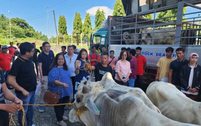 <p><strong>CATTLE DISTRIBUTION.</strong> The Department of Agriculture distributes three cattle each for the beneficiaries of the agricultural loan program in Banna, Ilocos Norte on July 20, 2023. Ilocos Norte is a pilot province for the implementation of the loan program worth PHP20 million. (<em>contributed photo</em>)</p>