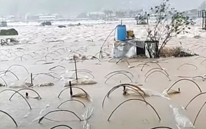 <p><strong>UNDERWATER.</strong> The famous strawberry farms of La Trinidad Benguet are flooded due to Super Typhoon Egay on Wednesday (July 26, 2023). The Department of Agriculture said initial damage to agriculture in the Cordillera Administrative Region has reached PHP90.8 million. <em>(Photo courtesy of DA)</em></p>