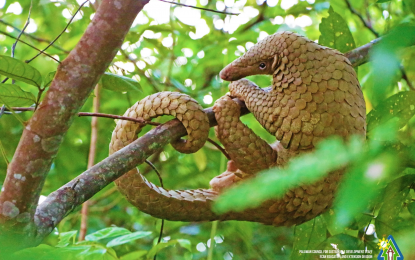 Lifting of travel curbs leads to resurgence of pangolin poaching