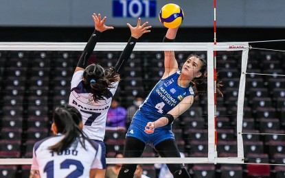 <p><strong>V.LEAGUE BOUND.</strong> National University's Mhicaela Belen against two Adamson University defenders during their match at the UAAP Season 85 on March 1, 2023. Belen will banner the Philippine squad in the SEA V.League women's series starting this weekend in Vietnam. <em>(Photo courtesy of UAAP)</em></p>