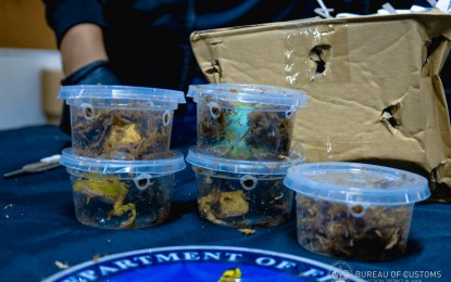 <p><strong>EXOTIC WILDLIFE</strong>. Personnel of the Bureau of Customs (BOC) and the Department of Environment and Natural Resources (DENR) confiscate five heads of “Pacman” frogs from Malaysia on Tuesday (August 1, 2023) at the Ninoy Aquino International Airport. Customs authorities said these frogs, which are classified as exotic wildlife, were misdeclared as accessories. <em>(Photo courtesy of BOC)</em></p>