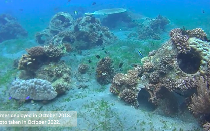 <p><strong>REEF DOME.</strong> Corals have started to grow on artificial concrete domes that were deployed at the Bantayan marine reserve in Dumaguete City, Negros Oriental province, a few years ago. On Aug. 5, 2023, the Reef Dome Deployment project will be launched in Barangay Bantayan for additional artificial reefs after the marine sanctuary area was expanded through a city council measure. <em>(Photo courtesy of Kinaiyahan, Inc.)</em></p>
<p> </p>