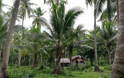 <p>A coconut plantation in San Francisco town, Quezon province.<em> (Contributed photo)</em></p>