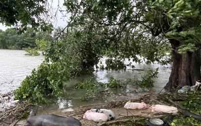 <p><strong>HOGS</strong>. Domestic pigs are spotted under a mango tree in Barangay Pila in Laoag City on July 27, 2023 after Typhoon Egay's onslaught. On Thursday (Aug. 3, 2023), the Provincial Veterinary Office reminded the public to adhere to the government's preventive measures against the African swine free. <em>(File photo by Leilanie G. Adriano)</em></p>