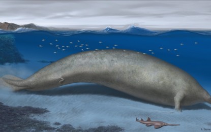 Remains of possibly heaviest animal ever discovered in Peru