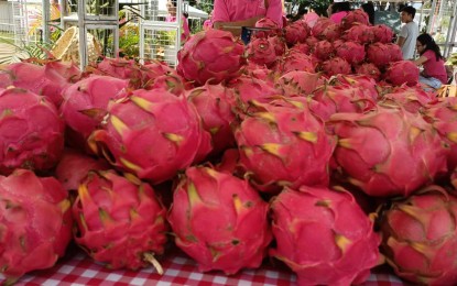 <p><br /><strong>EMERGING AGRI PRODUCT</strong>. Fresh dragon fruits are on display at the agri-trade fair of the Dragon Fruit Fest Year 2 of the province of Guimaras which opened on Friday (Aug. 4, 2023). The province hopes to entice investors and not just tourists through the festival. <em>(PNA photo by PGLena)</em></p>