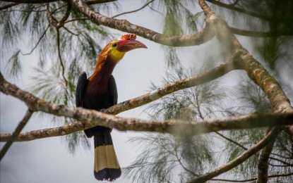 <p><strong>FLAGSHIP FAUNA</strong>. Antique’s provincial bird “Dulungan” in an undated photo. Antique Provincial Board Member Pio Jessielito Sumande Sr. said in an interview Monday (Aug. 7, 2023), he requested the 18 local government units in Antique to identify their flagship species of flora and fauna through a resolution. (<em>PNA photo courtesy of David Quimpo/ENRO Antique</em>)</p>