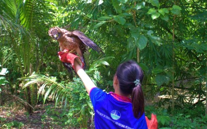 <p><strong>FREE AGAIN.</strong> An environmentalist frees a Philippine serpent eagle in Malapatan, Sarangani on Saturday (Aug. 6, 2023). A villager, Miguel Rabuyas, found the bird trapped in his farm and turned it over to environmental officials. <em>(Photo courtesy of DENR-12)</em></p>