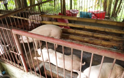 <p><strong>SWINE FEVER.</strong> A piggery in Maasin City, Southern Leyte. The Department of Agriculture (DA) confirmed on Wednesday (Aug. 9, 2023) an outbreak of African swine fever (ASF) in nearby Padre Burgos town. <em>(Photo courtesy of Southern Leyte provincial government)</em></p>