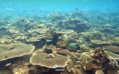 <p><strong>THRIVING.</strong> A portion of Binangalan Reef Fish Sanctuary in Palo, Leyte. The local government unit will develop the fish sanctuary into a tourist destination as a recent dive assessment shows thriving marine life in the area. (<em>Screengrab from Dive 8)</em></p>
<p> </p>