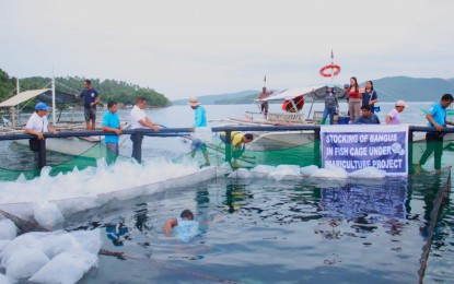 <p><strong>FISH PRODUCTION BOOST.</strong> Personnel of the Bureau of Fisheries and Aquatic Resources in Bicol (BFAR-5) and members of the Culasi-Calintaan-Calayuan Poropandan Association of Matnog, Sorsogon gather during the restocking of bangus fingerlings in cages on Friday (Aug. 11, 2023). The assistance is part of PHP12-million livelihood aid that aims to boost fish production in the region.<em> (Photo courtesy of BFAR-Bicol)</em></p>