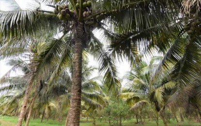 <p><strong>EMERGENCY MEASURES</strong>. A coconut plantation in Negros Occidental. Governor Eugenio Jose Lacson on Tuesday (Aug. 15, 2023) ordered the establishment of emergency measures to control and manage the spread of the coconut pest Aspidiotus rigidus or “cocolisap” in at least four localities to protect the livelihood of the province’s almost 14,000 coconut farmers. <em>(File photo courtesy of PIO Negros Occidental)</em></p>