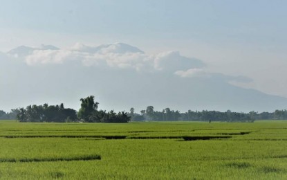 DA taps 1M rice farmers to use water-saving tech amid El Niño