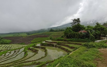 <p><strong>CROPPING SEASON.</strong> Farmers in Canlaon City, Negros Oriental have started planting rice in this photo taken on July 13, 2023. The Department of Trade and Industry and the Department of Agriculture are to closely monitor the prices of rice to ensure supply stability amid fears of price hikes and hoarding of the staple. <em>(Photo by Judy Flores Partlow)</em></p>
<p> </p>
<p> </p>