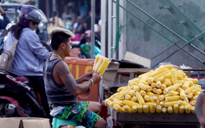 <p><strong>HEALTHY SNACK.</strong> A vendor repacks yellow corn piled on a wooden cart on Commonwealth Avenue, Quezon City on Aug. 15, 2023. A three-piece pack sells between PHP30 and PHP40, depending on the size. <em>(PNA photo by Joey O. Razon)</em></p>