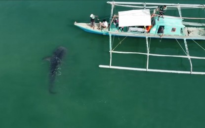 <p><strong>OCEAN’S GENTLE GIANT</strong>. A drone shot of a whale shark sighted in the waters of Cadiz City, Negros Occidental last week. The Office of the City Agriculturist has urged the public to help protect the endangered sea creatures by not approaching or feeding them.<em> (Photo courtesy of Bilis Cadiz Ugyon Cadiz)</em></p>