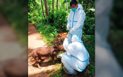 <p><strong>ANIMAL INVESTIGATORS.</strong> Two veterinarians from the Palawan Provincial Veterinary Office (PVO) take samples from a pig in an island town that may have been infected by African swine fever. Dr. Darius Mangcucang, PVO head, on Friday (Aug. 18, 2023) said the samples will be sent to the Bureau of Animal Industry for confirmation. <em>(PNA photo by Izza Reynoso)</em></p>