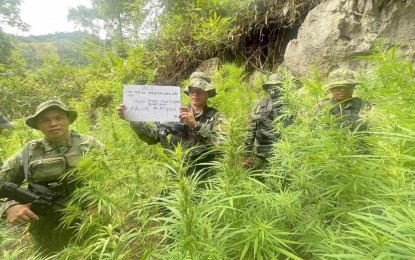 <p><strong>MARIJUANA PLANTATION.</strong> Members of the Cebu City Mobile Force Company (CMFC) conduct tagging before uprooting some of the 25,000 stalks of fully-grown marijuana in an operation at Sitio Mit-ol, Barangay Tagbao in Cebu City on Saturday (Aug. 19, 2023). CMFC chief, Lt. Col. Dexter Calacar said they are filing on Tuesday (Aug. 22) drug charges against the suspected marijuana cultivator, Primitivo Ardimer, who is now at large. <em>(Photo courtesy of CMFC)</em></p>