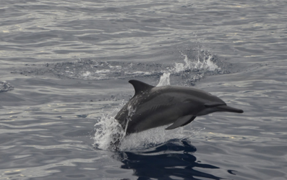 <p><strong>IN DANGER</strong>. A lone spinner dolphin (Stenella longirostris) plies the waters of Tañon Strait. An official of Negros Oriental on Tuesday (Aug. 22, 2023) vowed to step up efforts to safeguard the marine ecosystem in Bais Bay and its surrounding regions following reports of a decline in dolphin sightings in the said strait. <em>(Photo credit: UPD-CS MMRCL)</em></p>