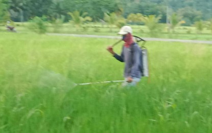 <p><strong>HARVEST.</strong> A farm worker sprays pesticide on a farm on Aug. 21, 2023. Nicolasito Calawag, Antique Office of the Provincial Agriculture head, said on Tuesday (Aug. 22) traders are now offering higher buying prices to farmers harvesting early. <em>(Photo courtesy of Gali Magbanua)</em></p>