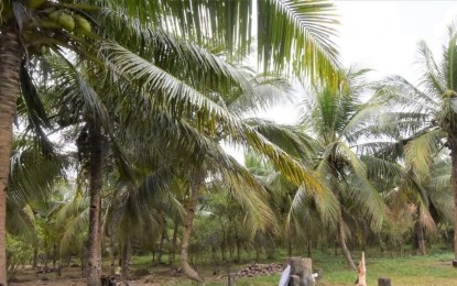 <p><strong>PEST CONTAINED</strong>. A coconut plantation in Negros Occidental in this undated photo. On Thursday (Aug. 24, 2023), Governor Eugenio Jose Lacson said the infestation of coconut scale insect, also known as “cocolisap,” in plantations across four localities in the province has already been contained since the attacks were reported earlier this month.<em>(File photo courtesy of PIO Negros Occidental)</em></p>
<p> </p>
<p> </p>