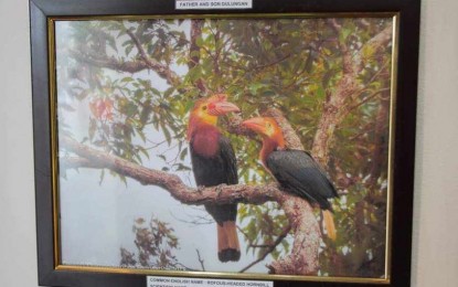 <p><strong>SPOTLIGHT ON THE DULUNGAN</strong>. A photo exhibit of various bird species, including the writhed-billed hornbill or "dulungan," opens at the old provincial capitol in San Jose de Buenavista on Thursday (Aug. 24, 2023). The dulungan is the provincial bird of Antique. (<em>PNA photo courtesy of Antique ENRO</em>)</p>