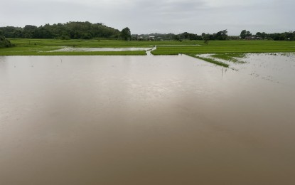 <p><strong>FLOODED FARMS</strong>. Some rice fields in Laoag City, Ilocos Norte remain submerged in floodwaters on Thursday (Aug. 31, 2023). Goring left the province with PHP401 million worth of partial infrastructure damage, while damage assessment to agriculture is still ongoing. <em>(Photo by Leilanie G. Adriano)</em></p>