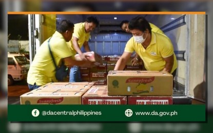 <p><strong>MANGO EXPORT</strong>. Some 1,500 kilograms of Carabao mangoes were exported to Australia on Wednesday (Sept. 6, 2023) at the Philippine Airlines Cargo Terminal. Australia and the Philippines signed an amended version of the SCU (specific commodity understanding), which is an arrangement document for the importation of fresh mango fruit from the Philippines to Australia under Australia’s Biosecurity Act 2015. <em>(Photo from DA’s FB)</em></p>