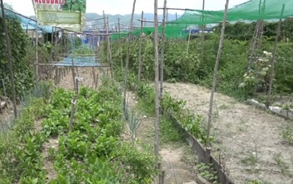 <p><strong>PEOPLE'S FARM.</strong> One of the demonstration lots showcased at the People's Farm shows green vegetables planted and grown by the employees of the Cebu City Hall. Councilor Pastor Alcover Jr. on Monday (Sept. 11, 2023) said the Cebu City government has institutionalized the People's Farm Task Force to teach Cebuanos how to plant and ensure local food security. <em>(Contributed photo)</em></p>