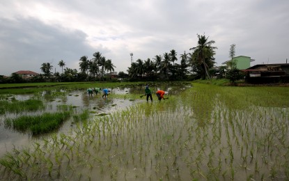 <p><strong>PLANTING SEASON.</strong> Farmers plant rice seedlings in Sumapang Matanda, Malolos, Bulacan on Sept. 14, 2023. In Eastern Visayas, the damage to agriculture due to flooding caused by the shear line has reached PHP47.3 million as of Nov. 22, the Department of Agriculture reported.<em> (PNA photo by Joan Bondoc)</em></p>